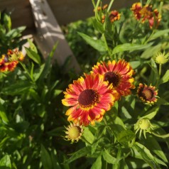 Solbrud Bandera - Helenium autumnale Bandera