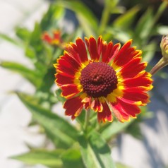 Solbrud Fuego - Helenium autumnale Fuego