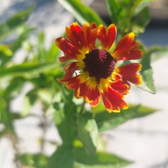 Solbrud Fuego - Helenium autumnale Fuego