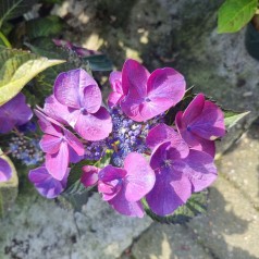 Hortensia Teller Dark Angel Purple - Hydrangea macrophylla Black Diamonds Teller Dark Angel Purple