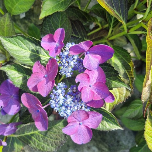 Hortensia Teller Dark Angel Purple - Hydrangea macrophylla Black Diamonds Teller Dark Angel Purple