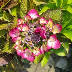 Hortensia Teller Dark Angel Red - Hydrangea macrophylla Black Diamonds Teller Dark Angel Red