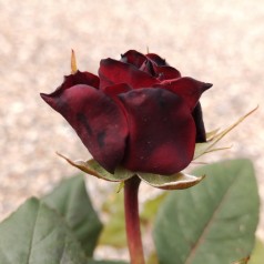 Rose Fall in Love again - Buketrose Plant'n Relax / Barrods