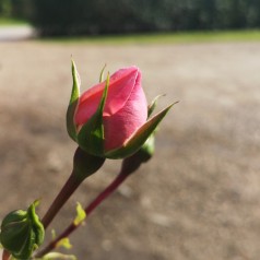 Rose Home and Garden / Buketrose