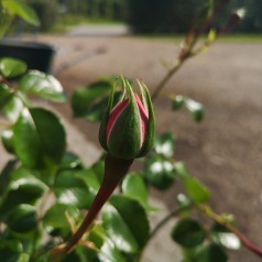 Rose Home and Garden / Buketrose