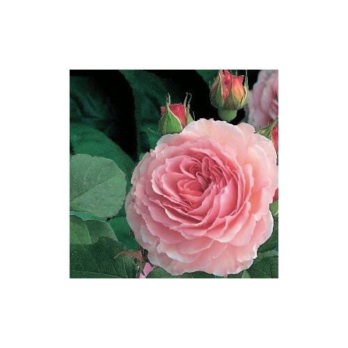 Rose James Galway - Engelsk Slyngrose