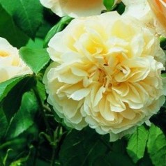 Rose Lichfield Angel / Engelsk Rose