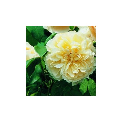 Rose Lichfield Angel / Engelsk Rose