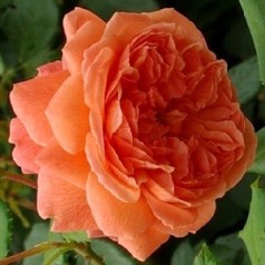 Rose Summer Song / Engelsk Rose