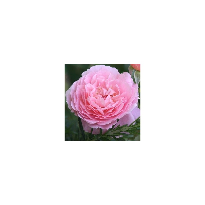 Rose Strawberry Hill - Engelsk Slyngrose