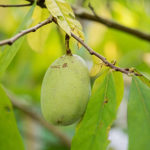 Indianer bananer Halvin - Asimina triloba Halvin / Paw Paw