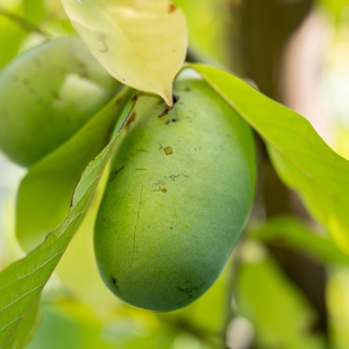 Indianer bananer Maria's Joy - Asimina triloba Maria's Joy / Paw Paw