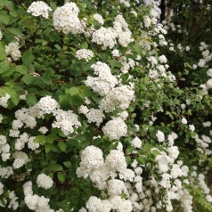 Buketspiræa 50-80 cm. - Bundt med 10 stk. barrodsplanter - Spiraea vanhouttei