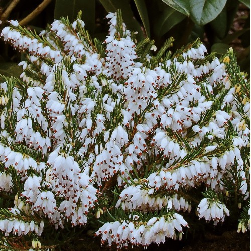 Forårslyng Snow Surprise - Erica darleyensis Snow Surprise