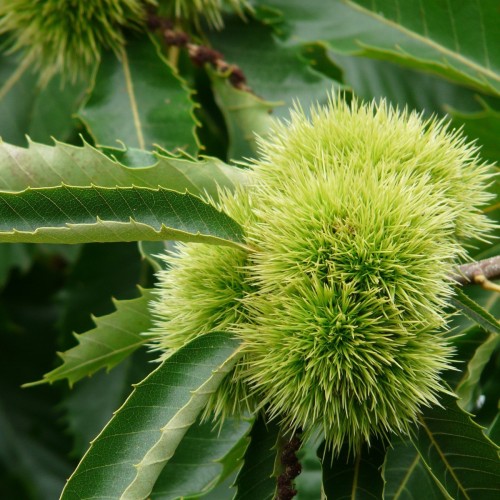 Castanea sativa - Ægte Kastanie