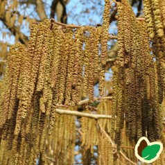 Tyrkisk Hassel 50-80 cm. - Bundt med 10 stk. barrodsplanter - Corylus colurna _