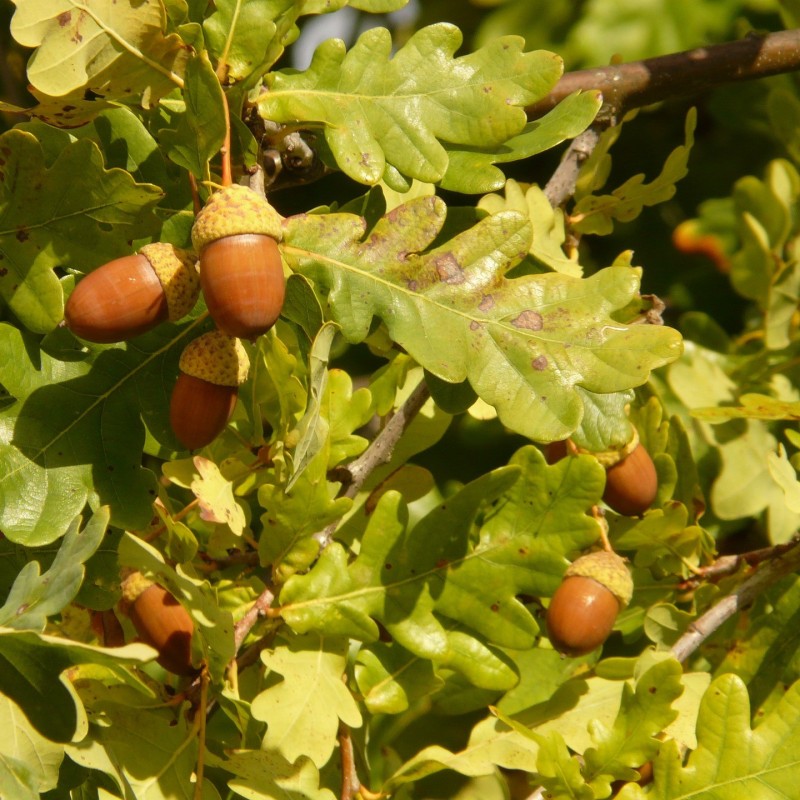 Quercus robur - Stilkeg