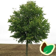 Småbladet Lind 100-125 cm. - Bundt med 10 stk. barrodsplanter - Tilia cordata