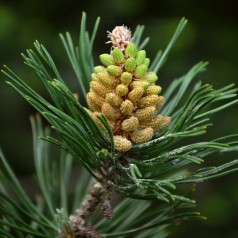 Pinus Mugo