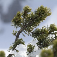 Pinus Mugo