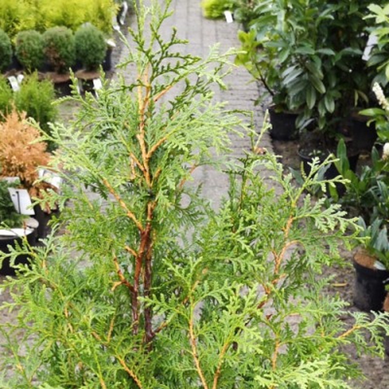 Thuja Brabant 30-50 cm. - Bundt Med 25 Stk. Barrodsplanter - Thuja occidentalis Brabant