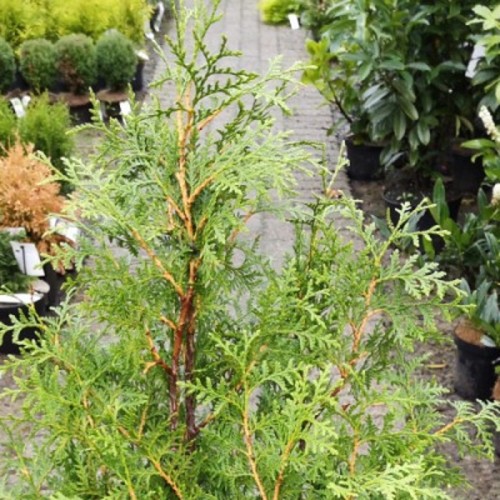 Thuja Brabant 30-50 cm. - Bundt Med 25 Stk. Barrodsplanter - Thuja occidentalis Brabant