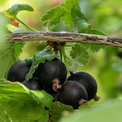 Jostabær busk - Jostaberry