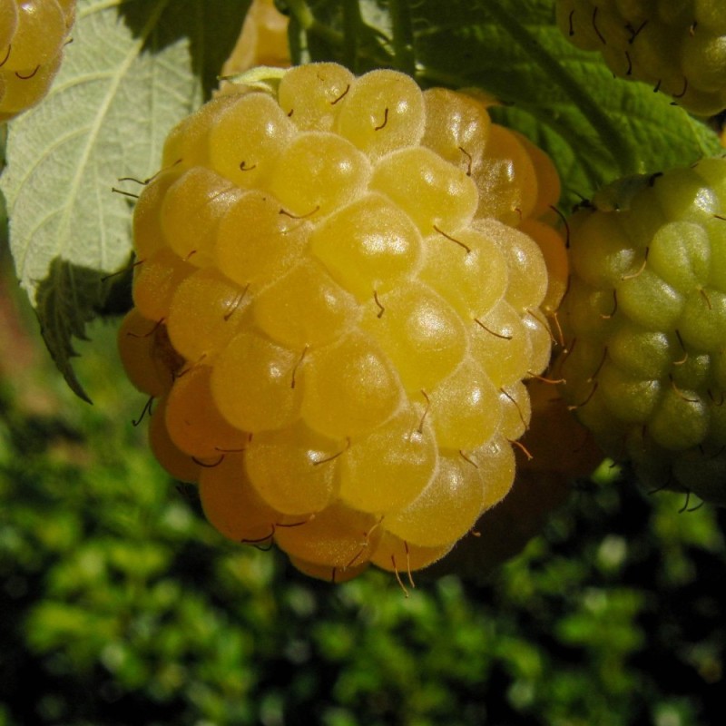 Hindbærbuske Golden Queen - Efterårshindbær - Bundt med 10 stk. barrodsplanter - Rubus idaeus Golden Queen