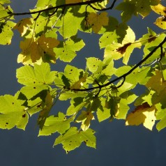 Ahorn - Ær 40-60 cm. - Bundt med 10 stk. barrodsplanter - Acer pseudoplatanus