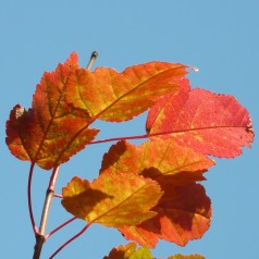 Ildløn 60-80 cm. - Bundt med 25 stk. barrodsplanter - Acer tataricum ginnala