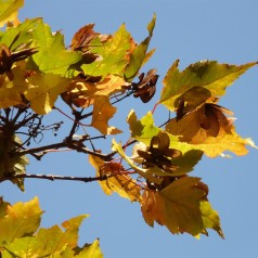 Ildløn 60-80 cm. - Bundt med 25 stk. barrodsplanter - Acer tataricum ginnala