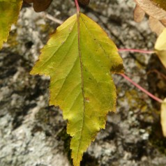 Ildløn 60-100 cm. - Bundt med 25 stk. barrodsplanter - Acer tataricum ginnala
