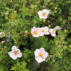 Buskpotentil Blink Princess Hækplanter 30-50 cm. - Bundt med 10 stk. barrodsplanter - Potentilla fruticosa Blink Princess