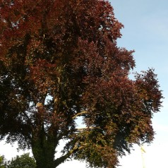 Rødbøg 80-120 cm. - Bundt med 10 stk. barrods Hækplanter - Fagus sylvatica Atropunicea