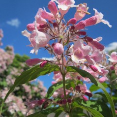 Dronningebusk - Kolkwitzia amabilis