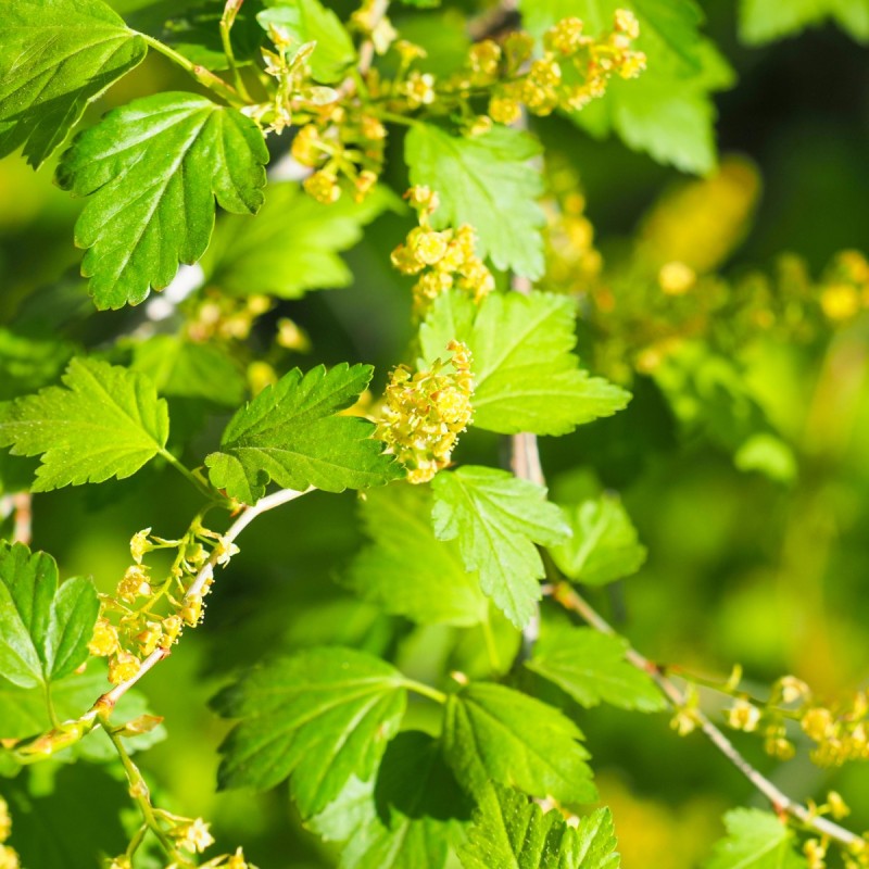 Fjeldribs 30-60 cm. - Bundt med 10 stk. barrodsplanter - Ribes alpinum