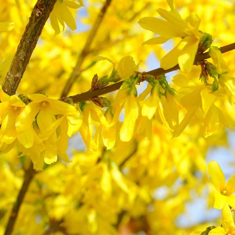 Forsytia Lynwood 50-80 cm. - Bundt med 10 stk. barrodsplanter - Forsythia intermedia Lynwood