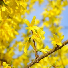 Forsytia Lynwood 50-80 cm. - Bundt med 10 stk. barrodsplanter - Forsythia intermedia Lynwood