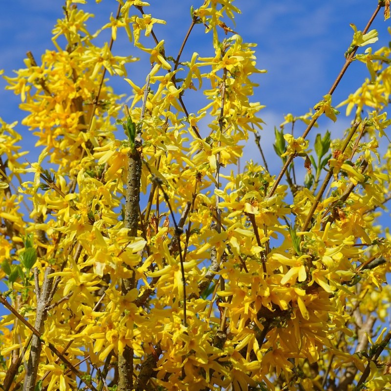 Forsytia Northern Gold 10 stk. 30-50 cm. barrods - Forsythia intermedia Northern Gold
