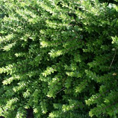 Myrtegedeblad Majgrün 15-30 cm. - Bundt med 10 stk. barrodsplanter - Lonicera Majgrün