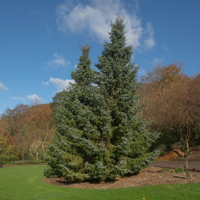 Søjlegran - Omorikagran 25-50 cm. - Bundt med 10 stk. barrodsplanter - Picea Omorika