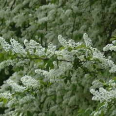 Almindelig Hæg 60-100 cm. - Bundt med 10 stk. barrodsplanter - Prunus padus