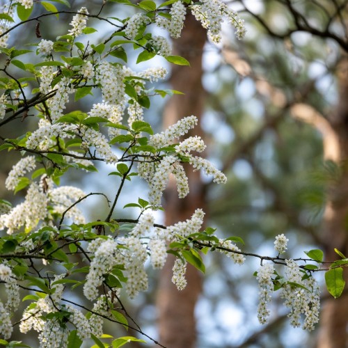 Almindelig Hæg 30-80 cm. - Bundt med 10 stk. barrodsplanter - Prunus padus