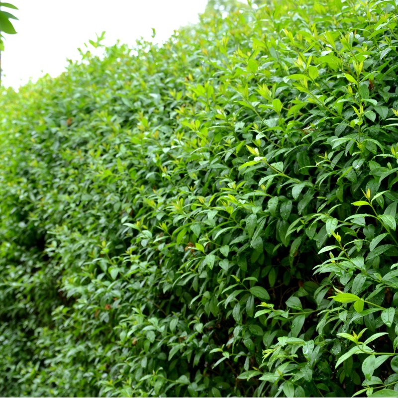 Stedsegrøn Liguster 80-100 cm. - Bundt med 10 stk. barrods Hækplanter - Ligustrum ovalifolium