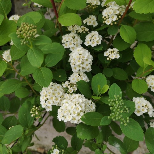 Birkebladet Spiræa 20-40 cm. - Bundt med 10 stk. barrodsplanter - Spiraea betulifolia