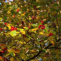 Hanesporetjørn 40-60 cm. - 10 stk. barrodsplanter - Crataegus crus-galli