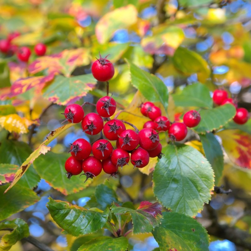 Hanesporetjørn 50-80 cm. - 10 stk. barrodsplanter - Crataegus crus-galli