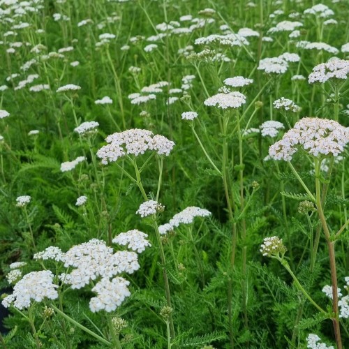 Røllike White Beauty - Achillea millefolium White Beauty