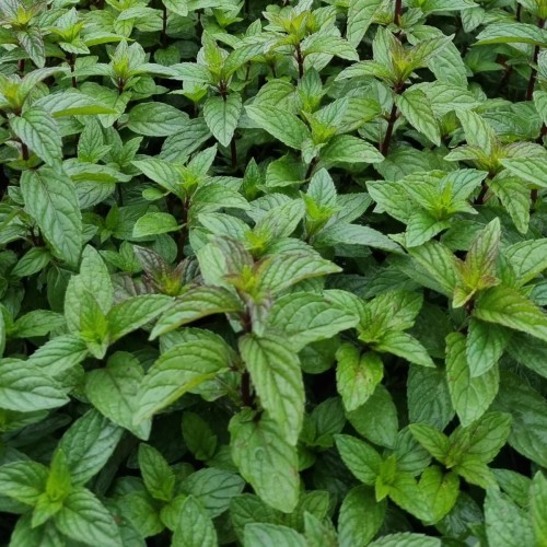 Pebermynte - Mentha piperita