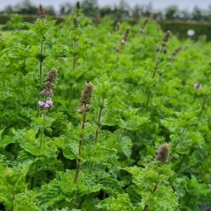 Krusemynte - Mentha spicata Crispa